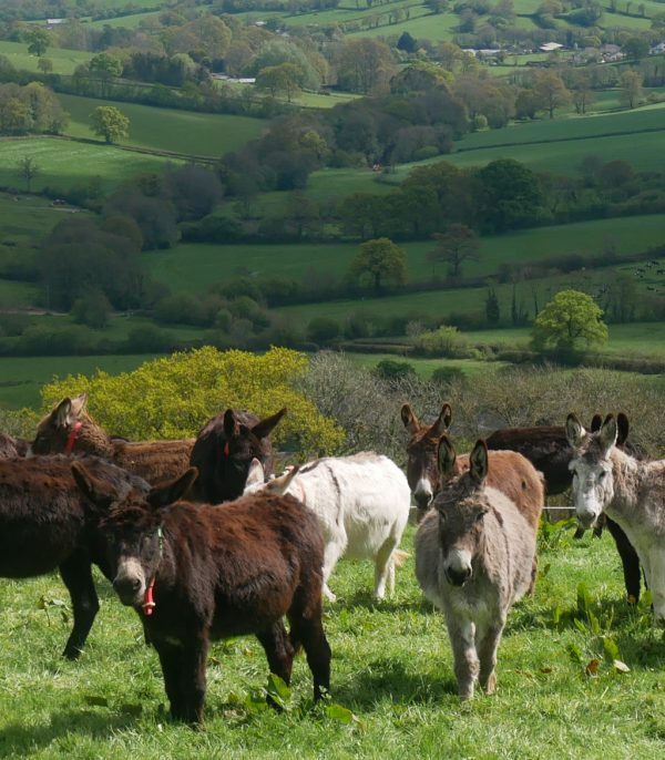 New Donkey Hospital officially opens its doors
